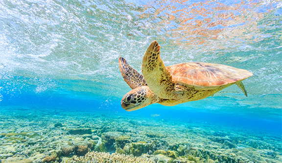Great Barrier Reef
